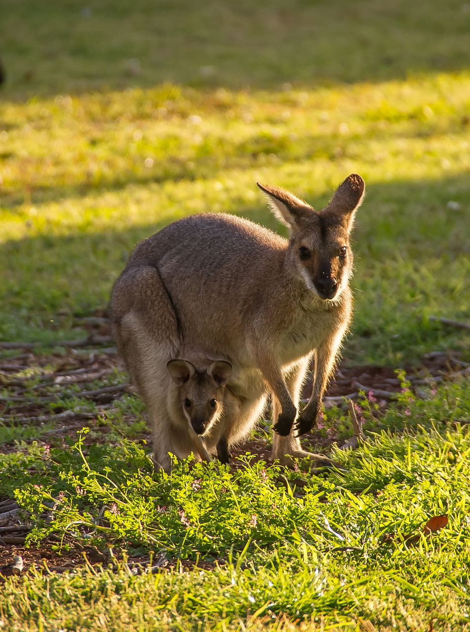 wallabies, red-necked wallaby, joey